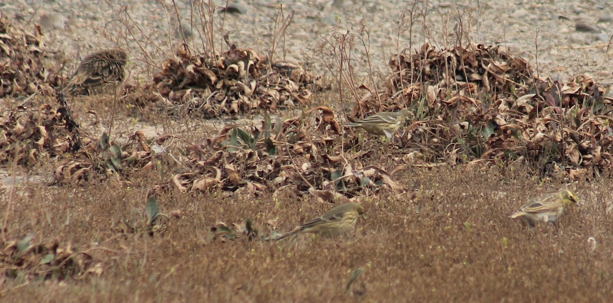 Horned Lark - ML642461420