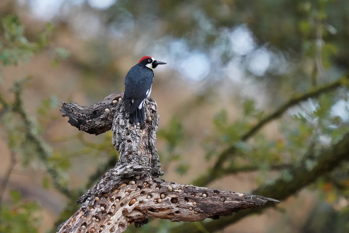 Acorn Woodpecker - ML642461471