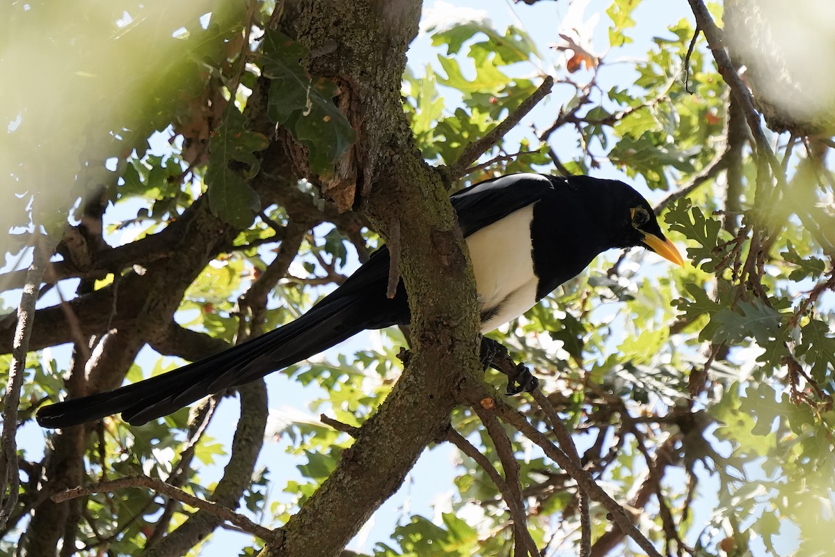 Yellow-billed Magpie - ML642461489