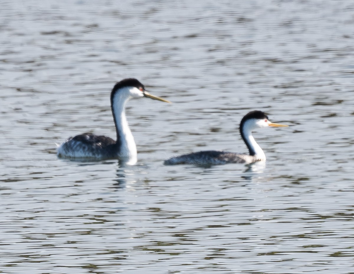 Clark's Grebe - ML642461499