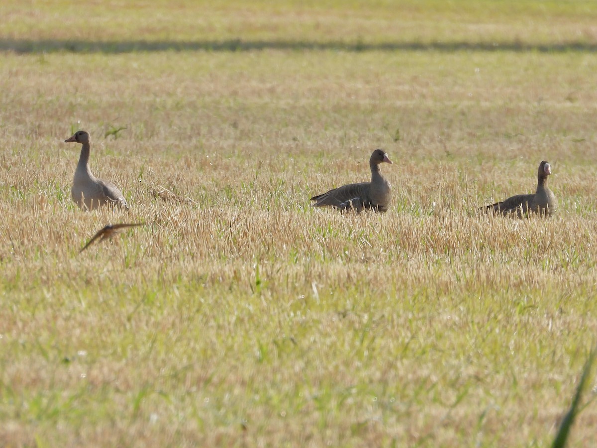 Greater White-fronted Goose - ML642461549