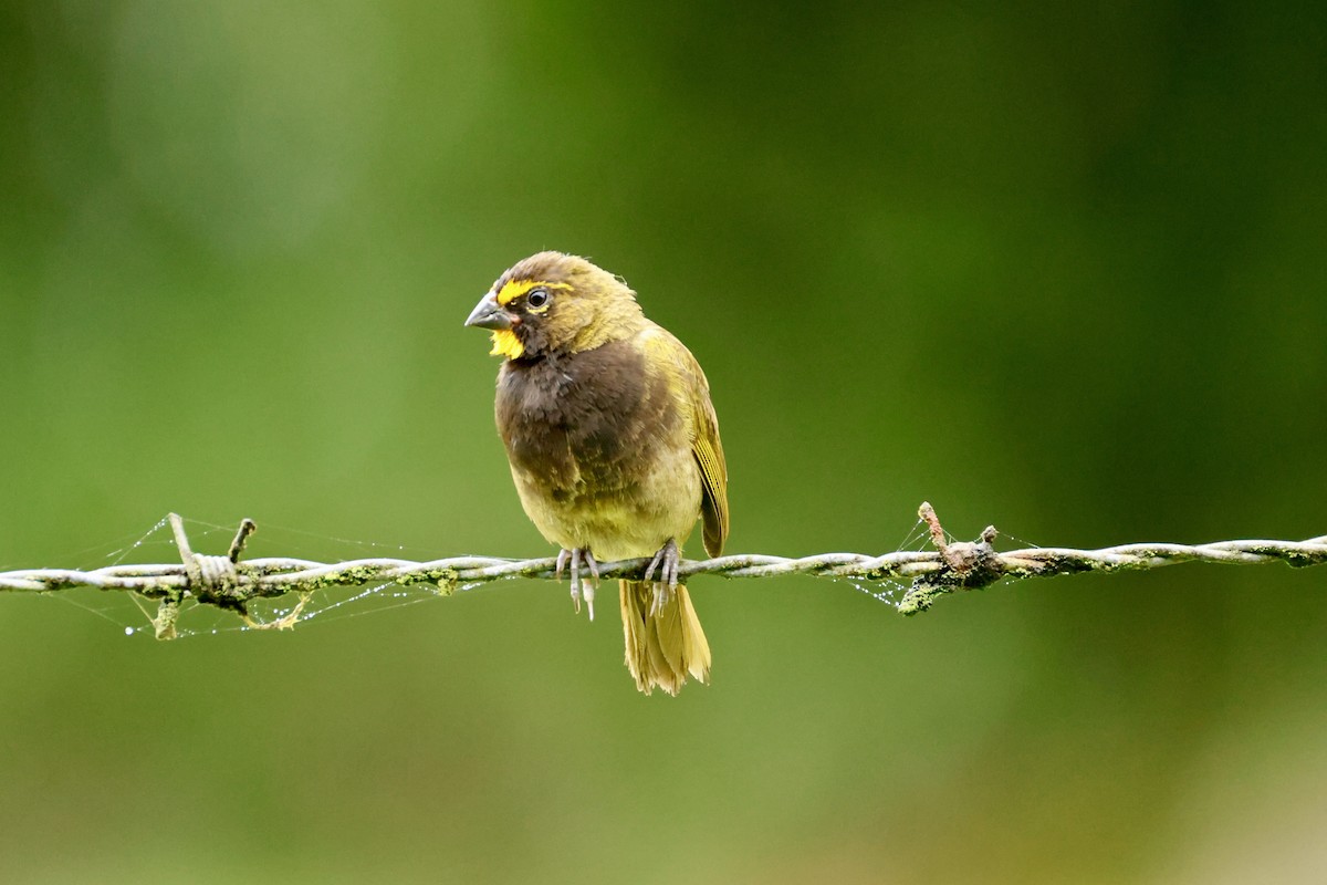 Yellow-faced Grassquit - Robbin Mallett