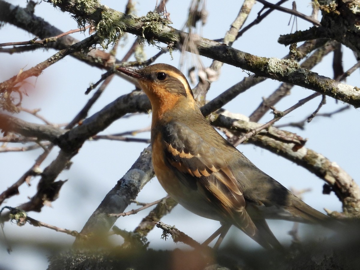 Varied Thrush - ML642461582