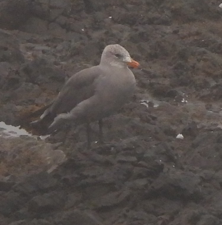 Goéland de Heermann - ML642461590