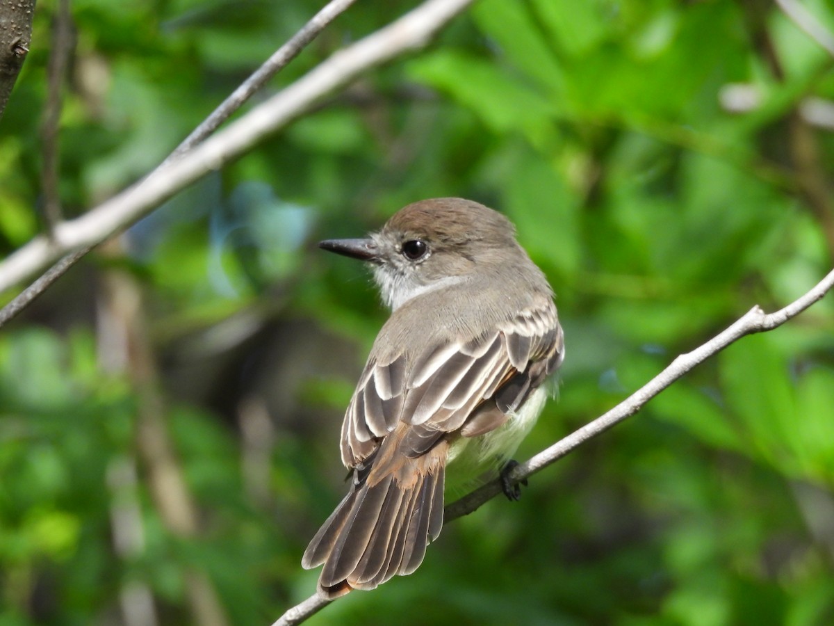 La Sagra's Flycatcher - ML642461591