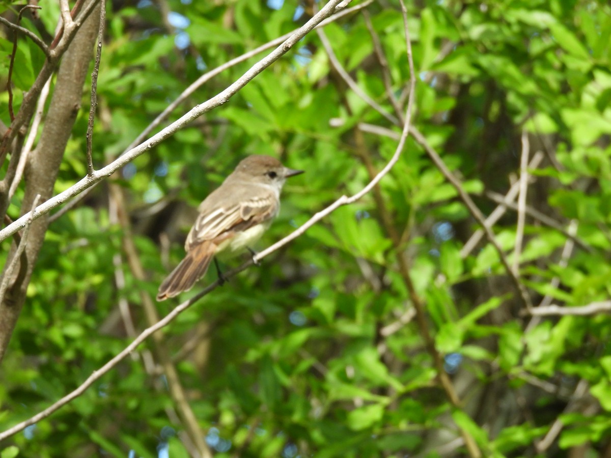 La Sagra's Flycatcher - ML642461592