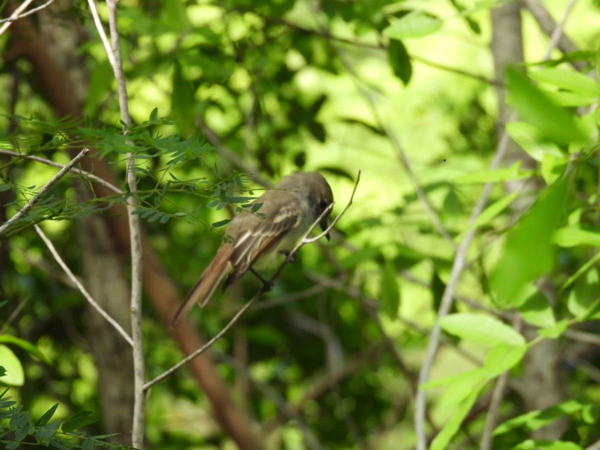La Sagra's Flycatcher - ML642461593
