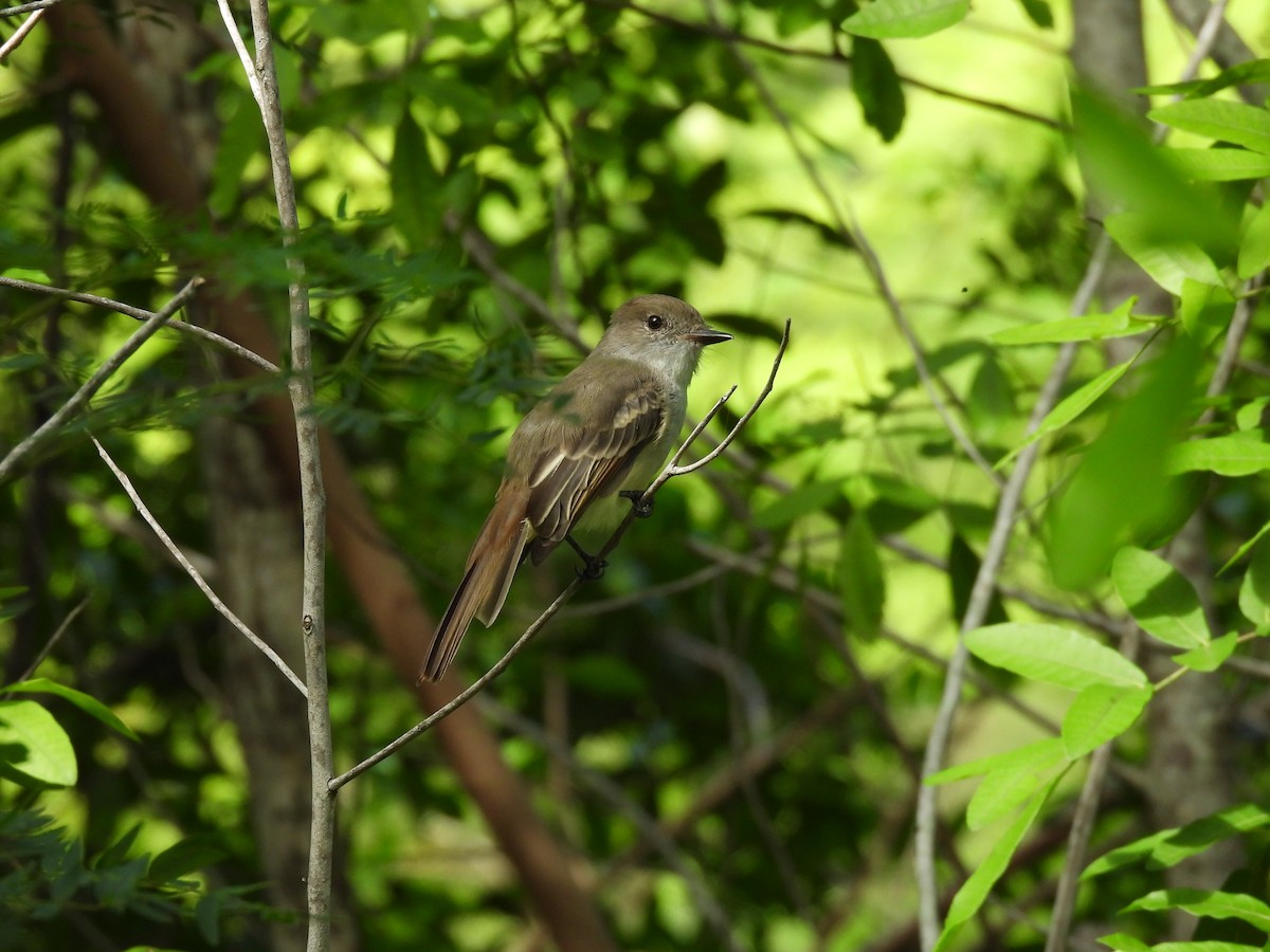 La Sagra's Flycatcher - ML642461594