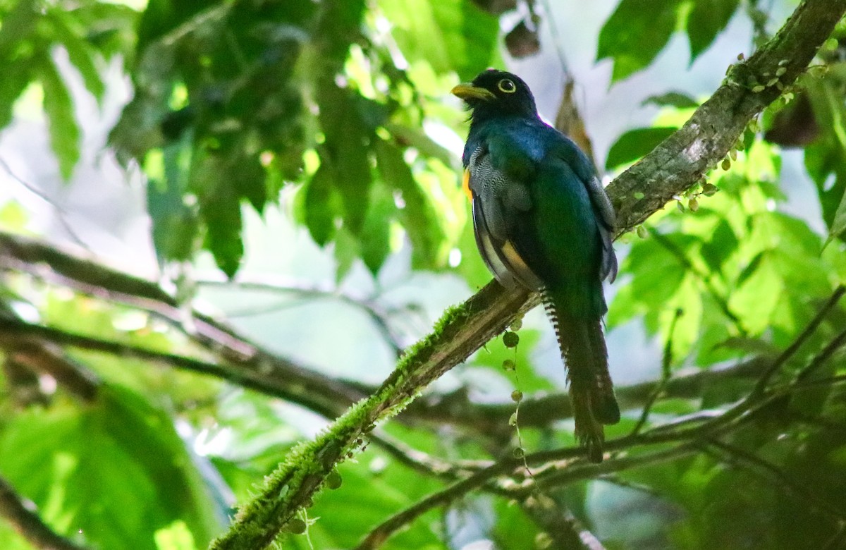 Choco Black-throated Trogon - ML642461618