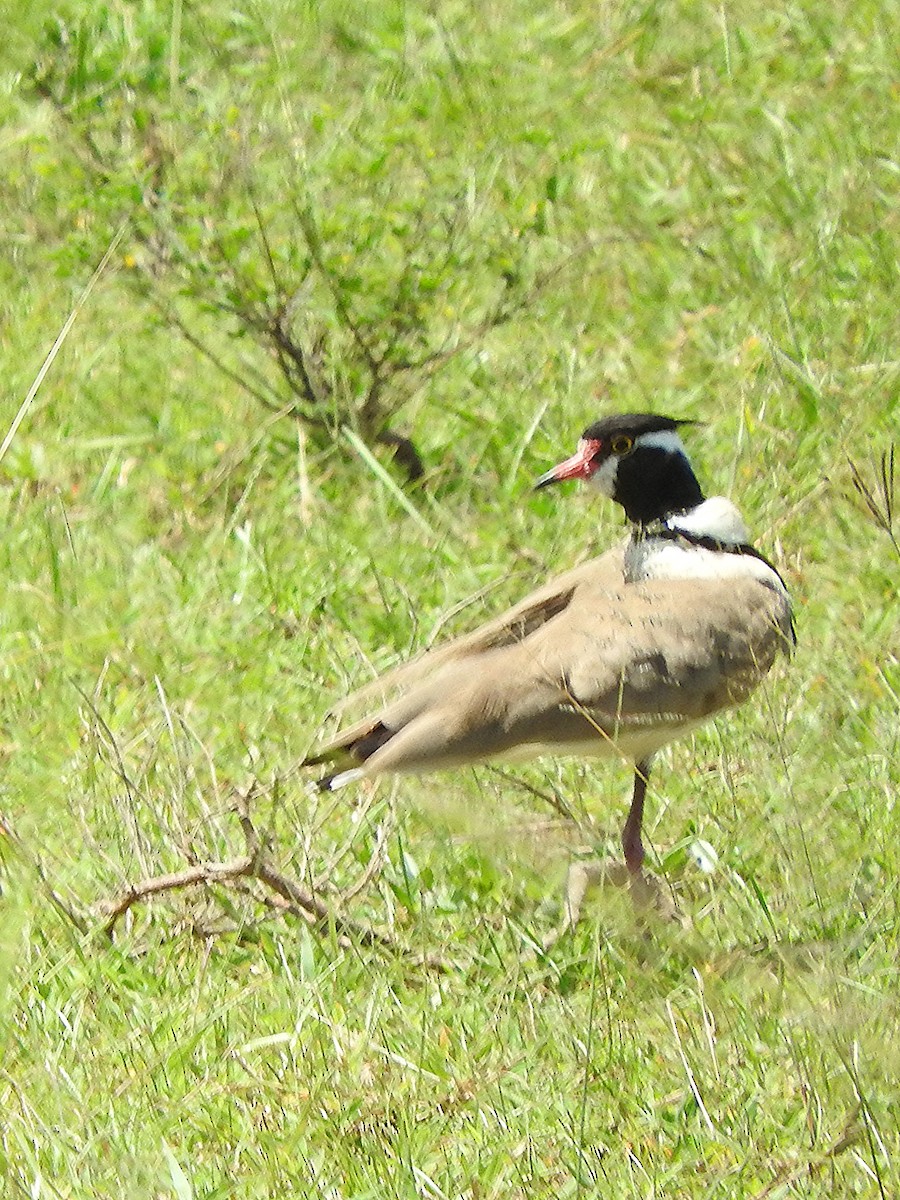 Black-headed Lapwing - ML642461625