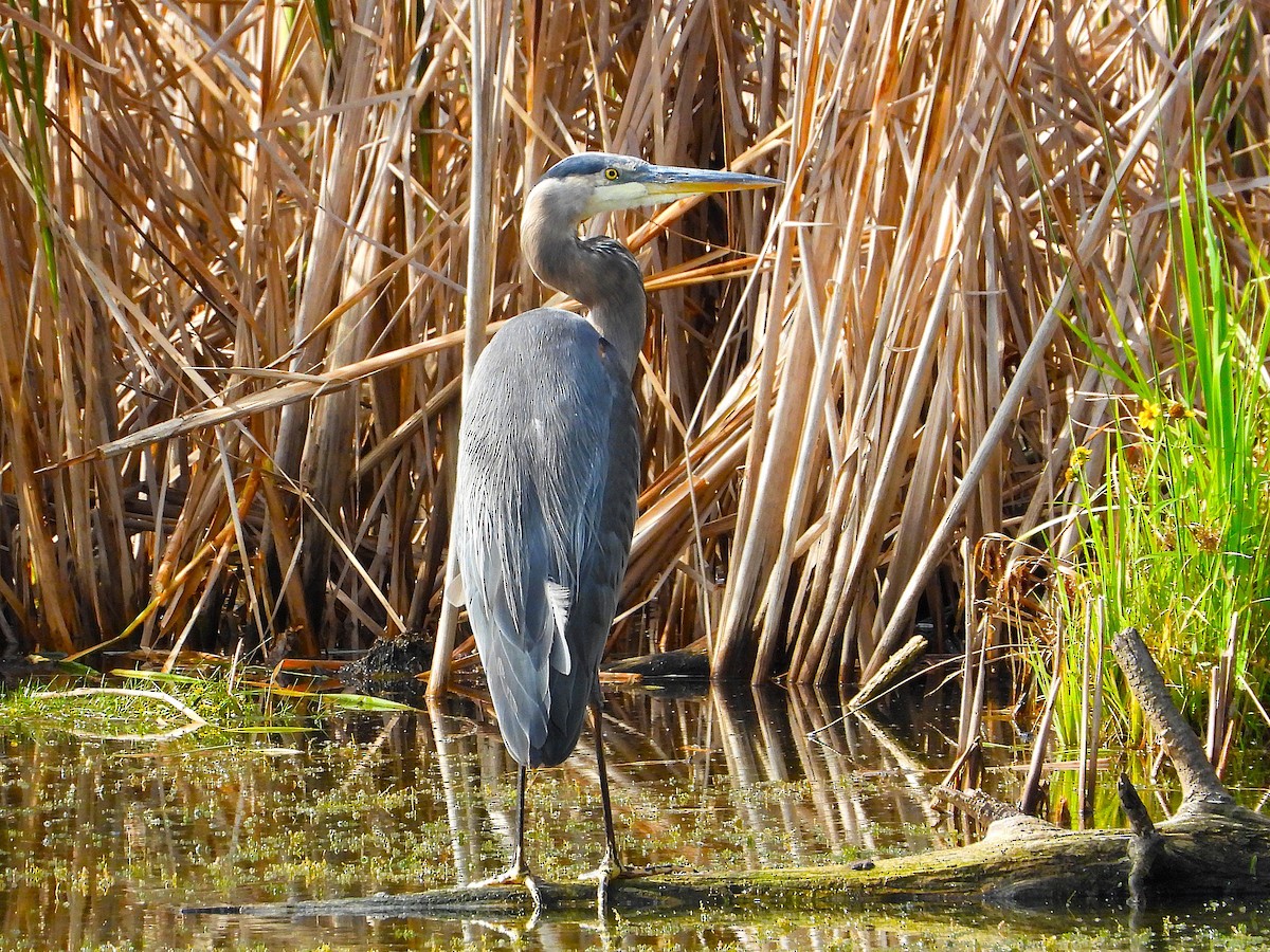 Great Blue Heron - ML642461626