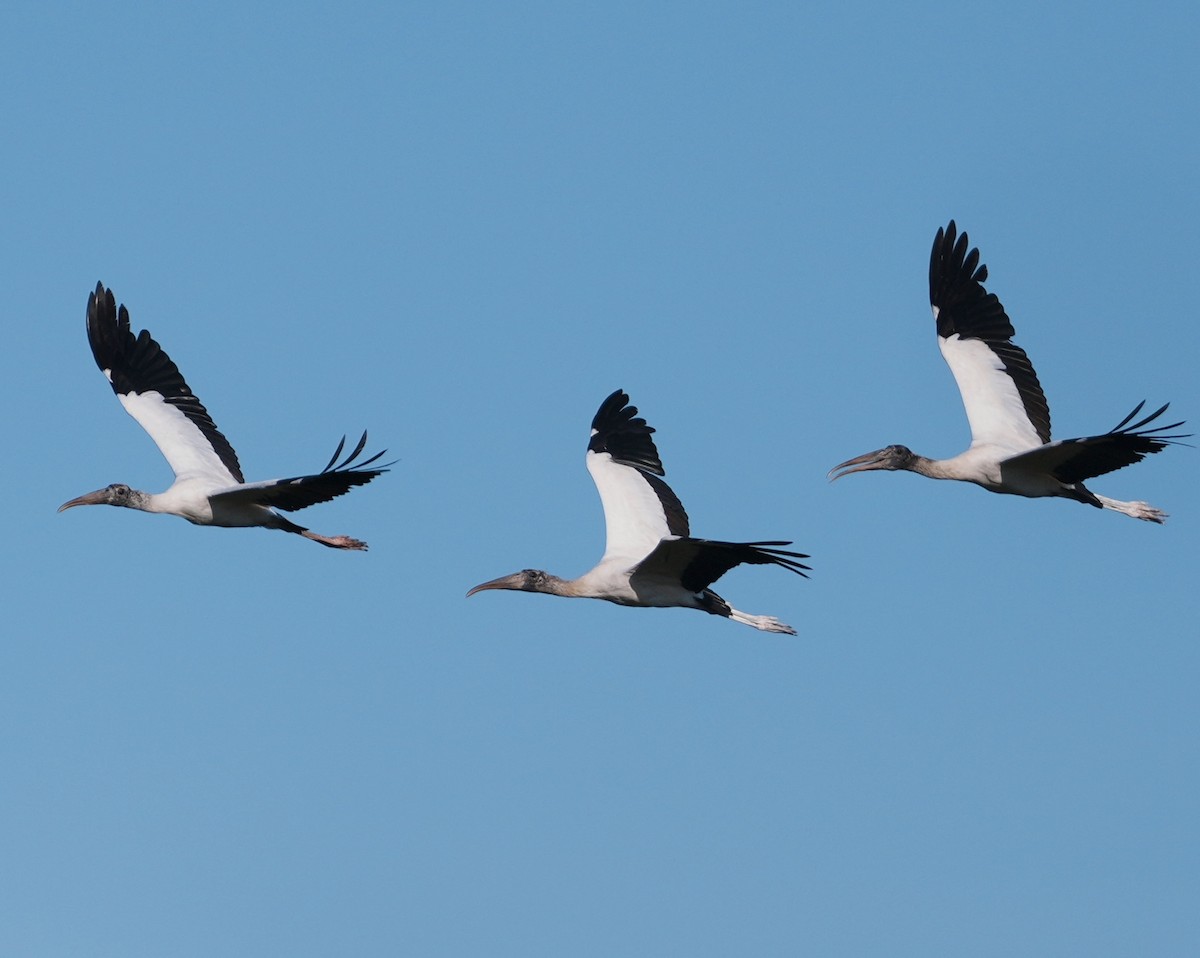 Wood Stork - ML642461635