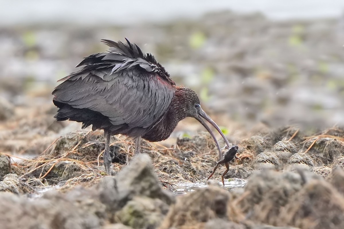 Glossy Ibis - ML642461637