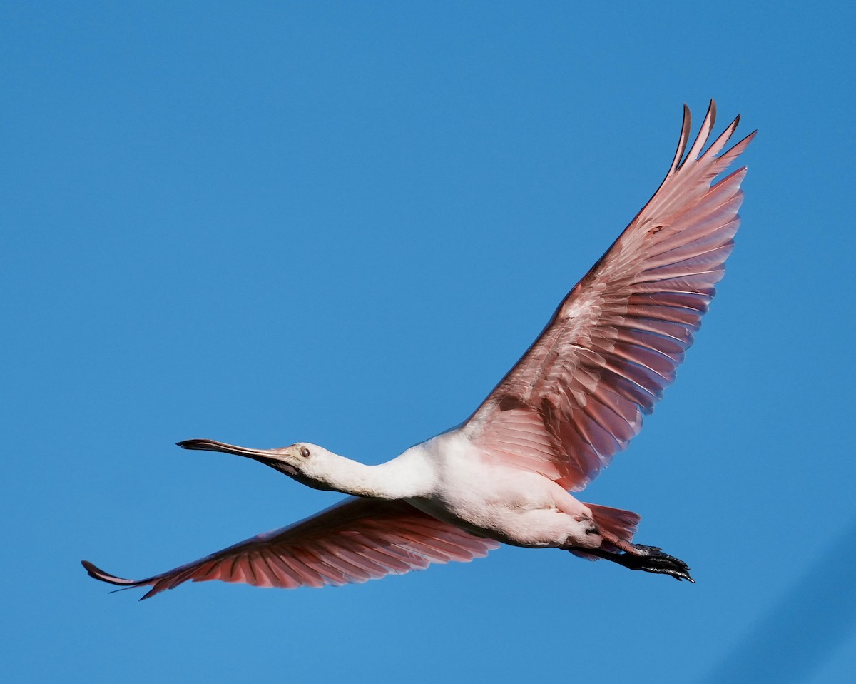 Roseate Spoonbill - ML642461644