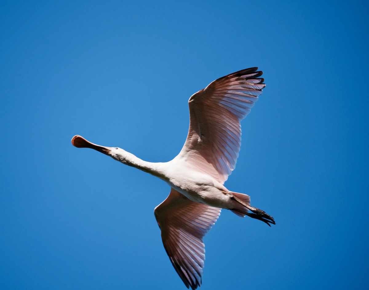 Roseate Spoonbill - ML642461645
