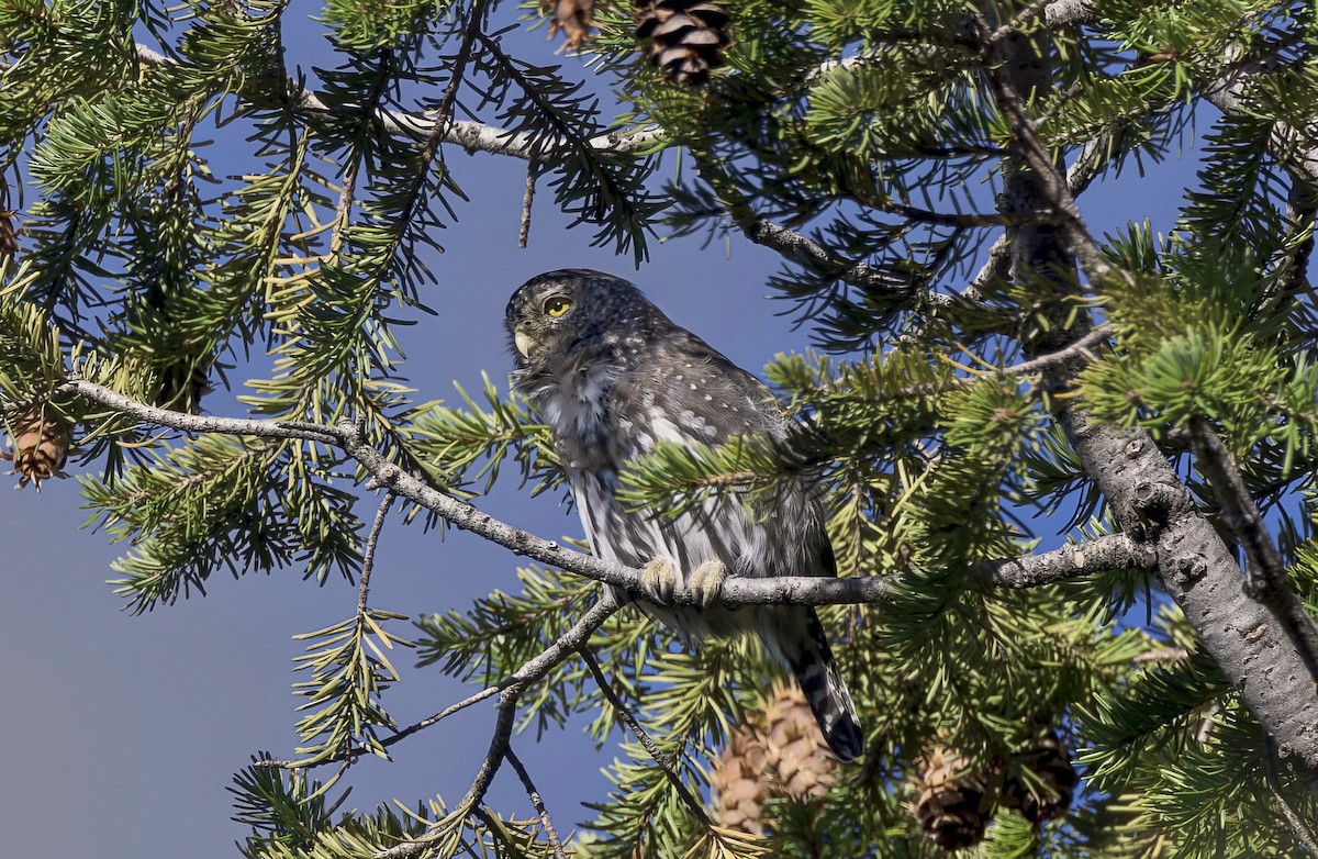 Northern Pygmy-Owl - ML642461646