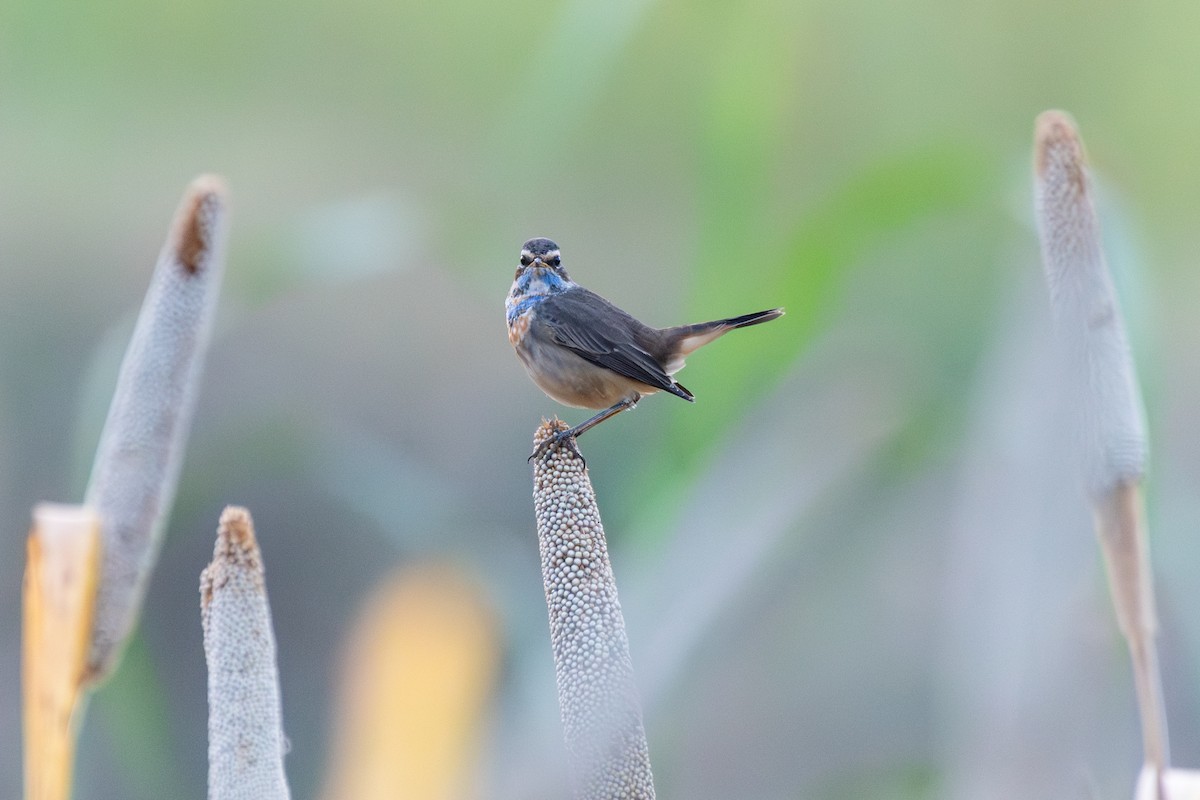 Bluethroat - ML642461649