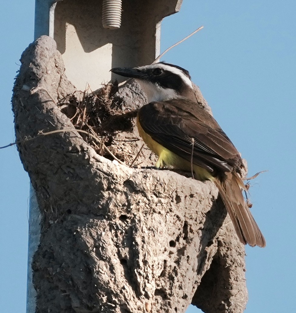 Great Kiskadee - ML642461655
