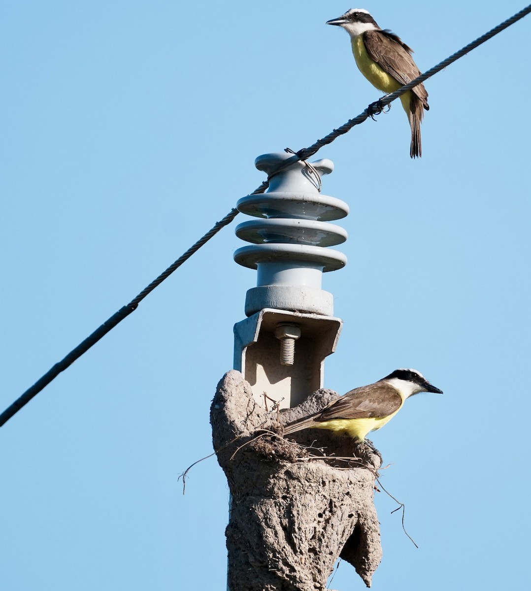 Great Kiskadee - ML642461656