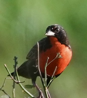 Red-breasted Meadowlark - ML642461664
