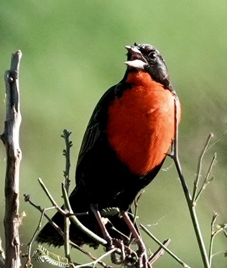 Red-breasted Meadowlark - ML642461665