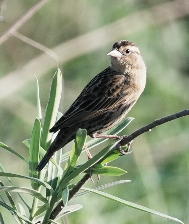 Red-breasted Meadowlark - ML642461666