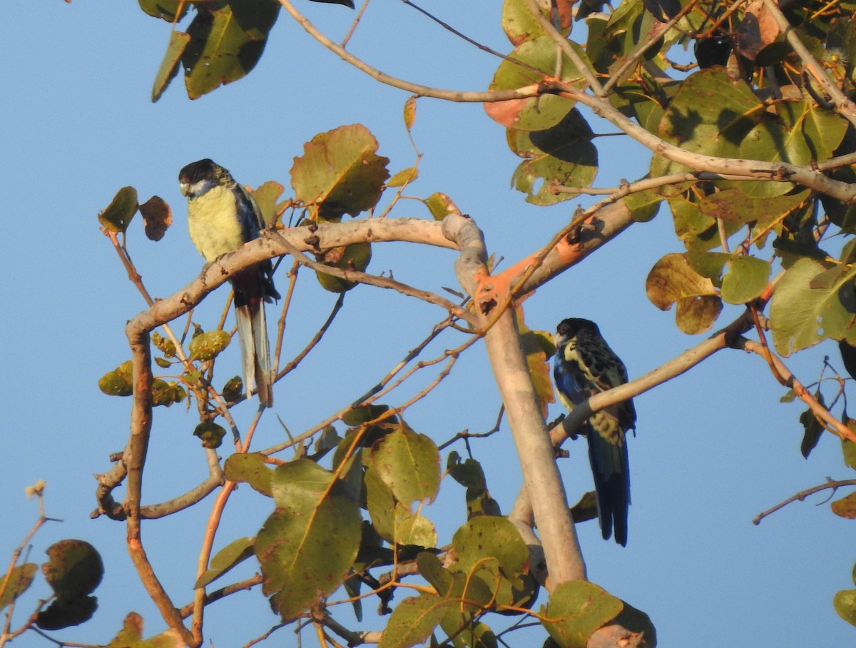 Northern Rosella - ML642461667