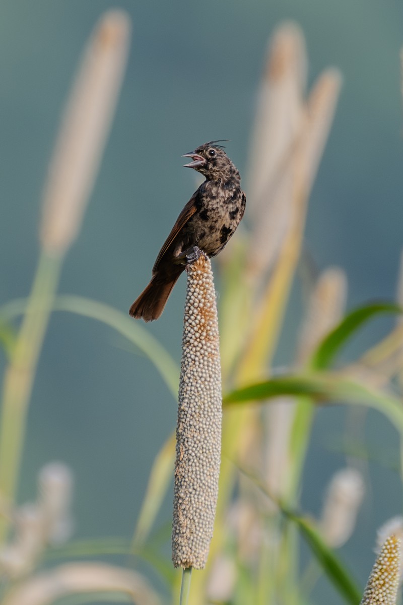 Crested Bunting - ML642461669
