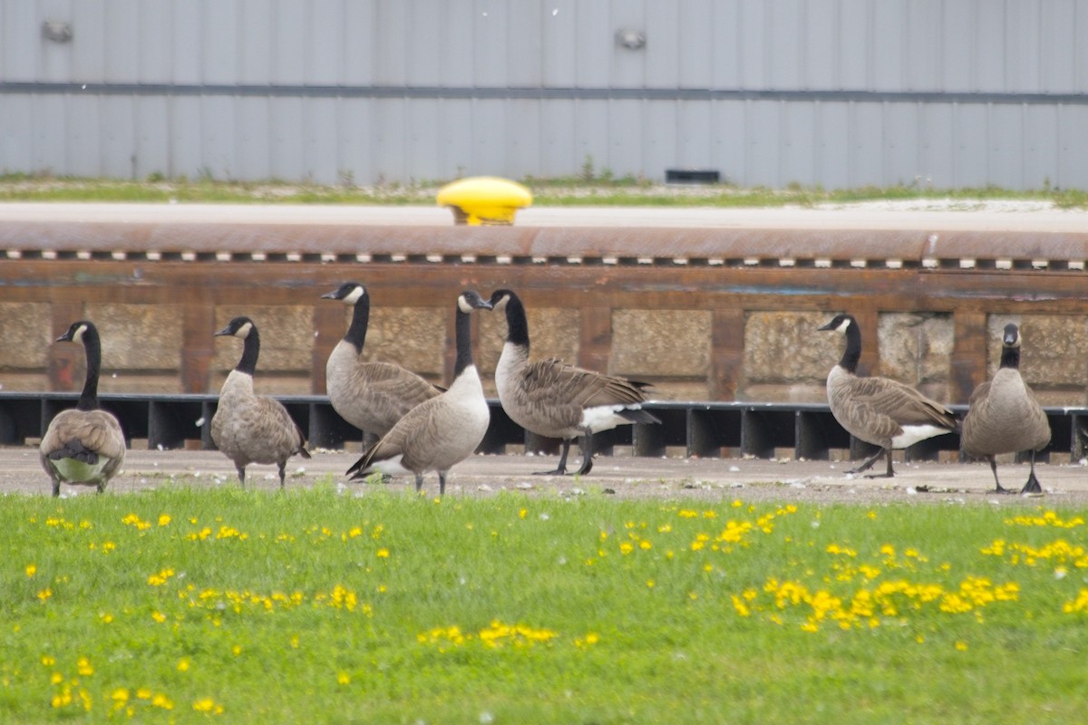 Canada Goose - ML642461675