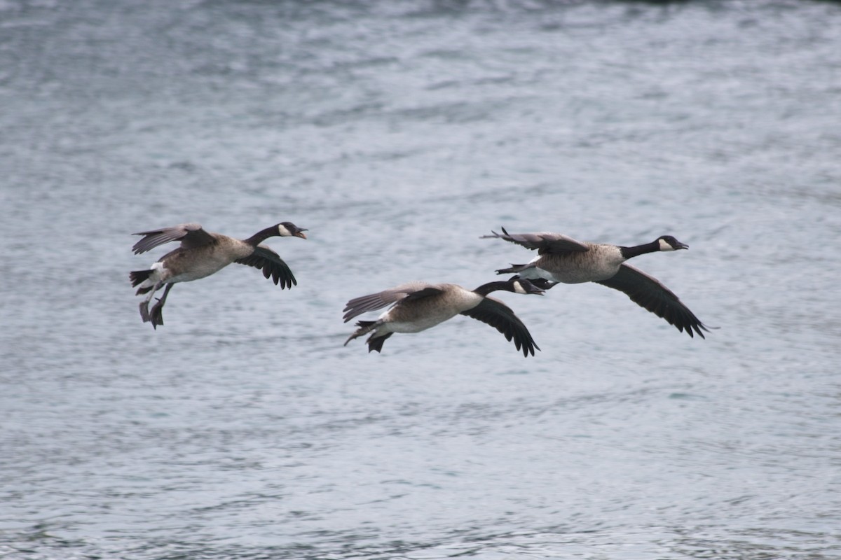 Canada Goose - ML642461676