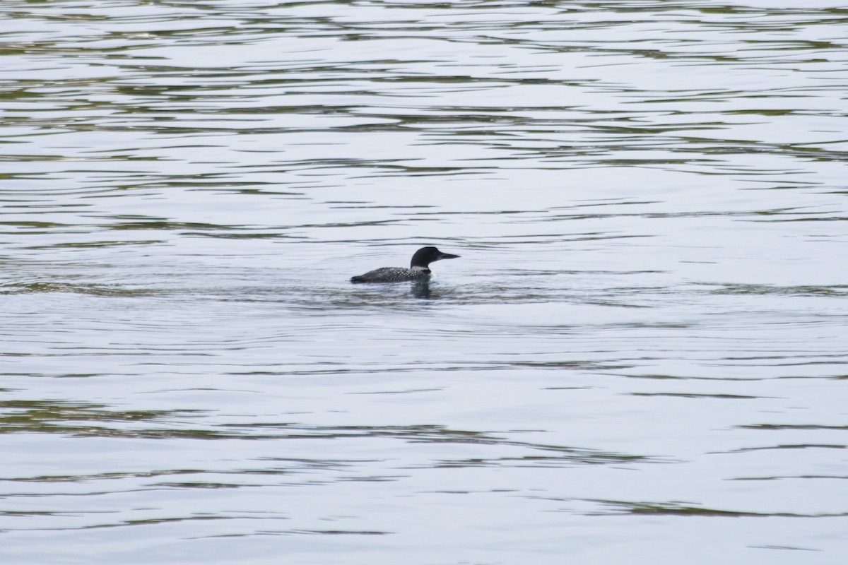 Common Loon - ML642461692