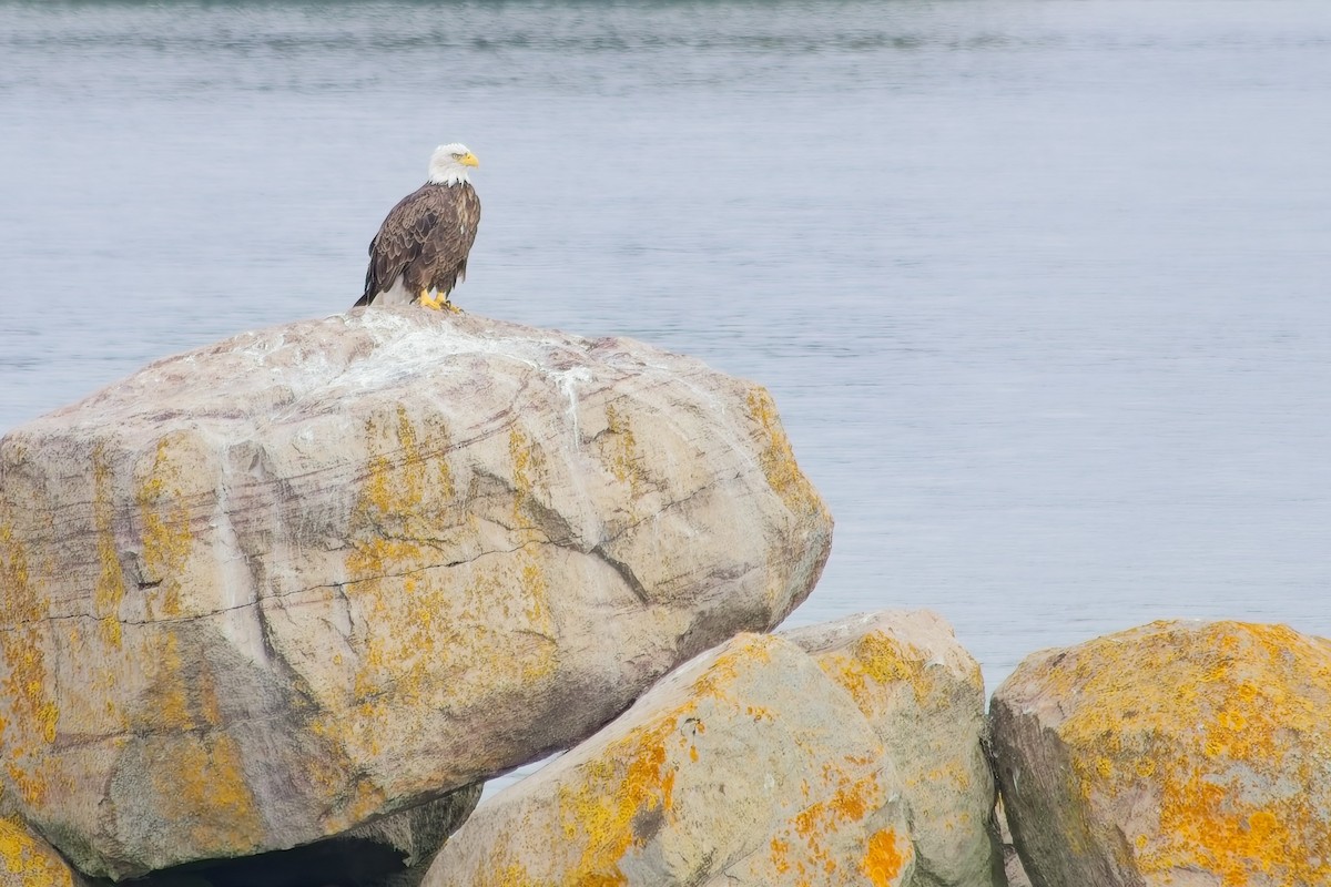 Bald Eagle - ML642461693