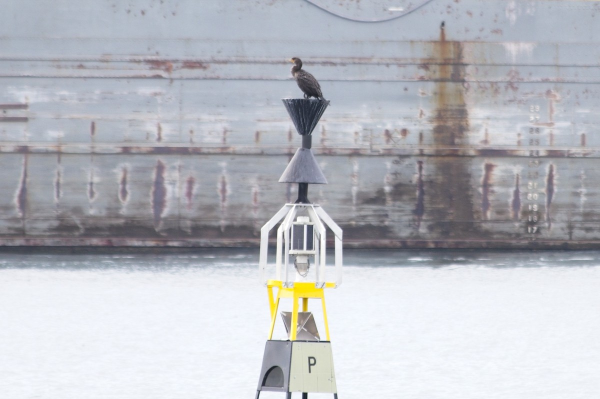 Double-crested Cormorant - ML642461694