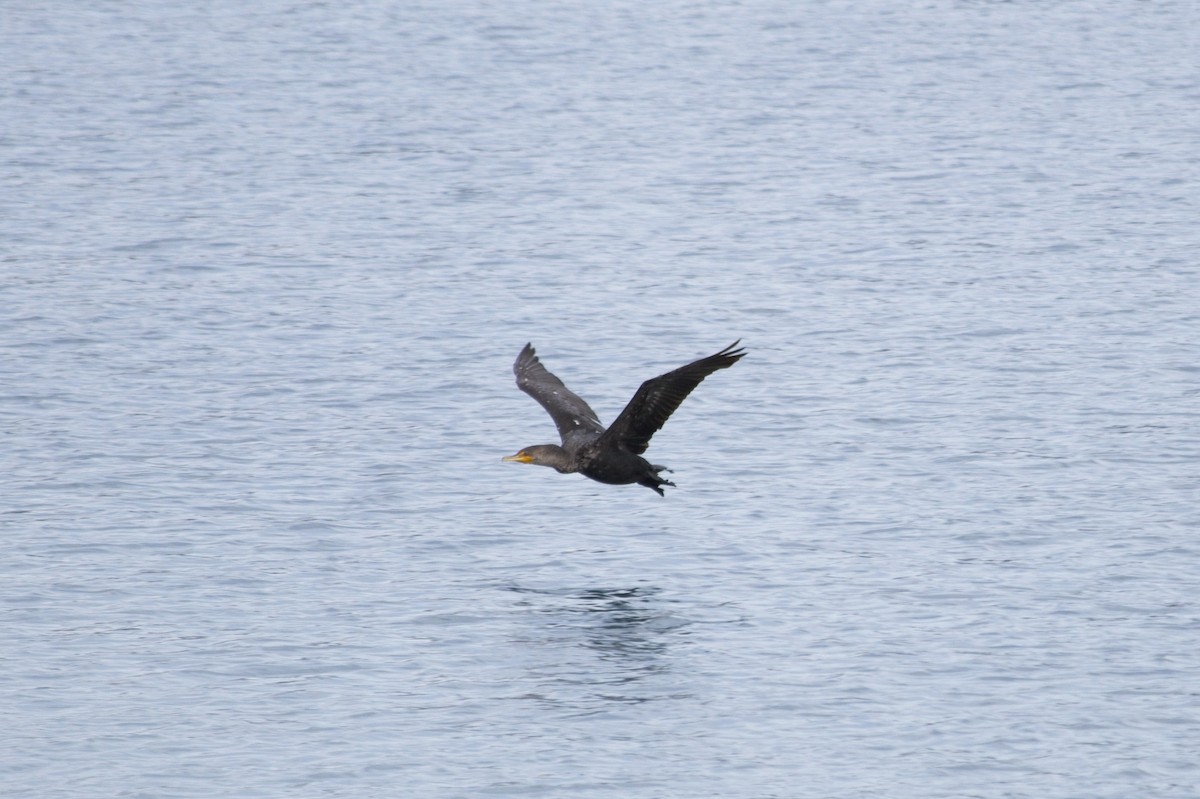 Double-crested Cormorant - ML642461695