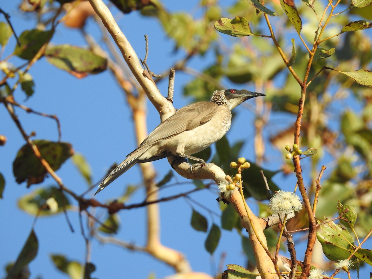 Silver-crowned Friarbird - ML642461697