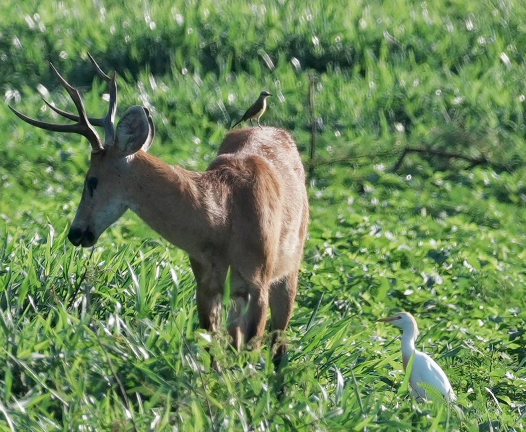 Western Cattle-Egret - ML642461704