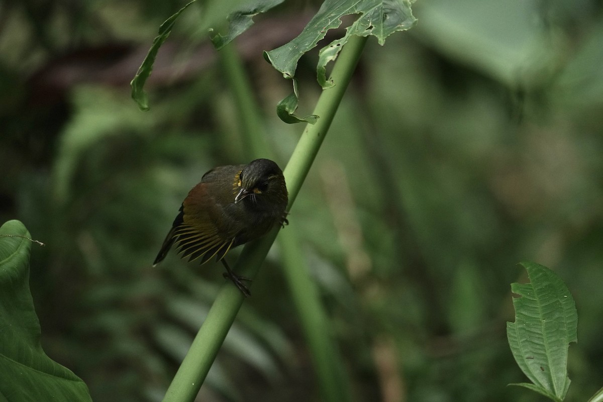 Taiwan Liocichla - ML642461709