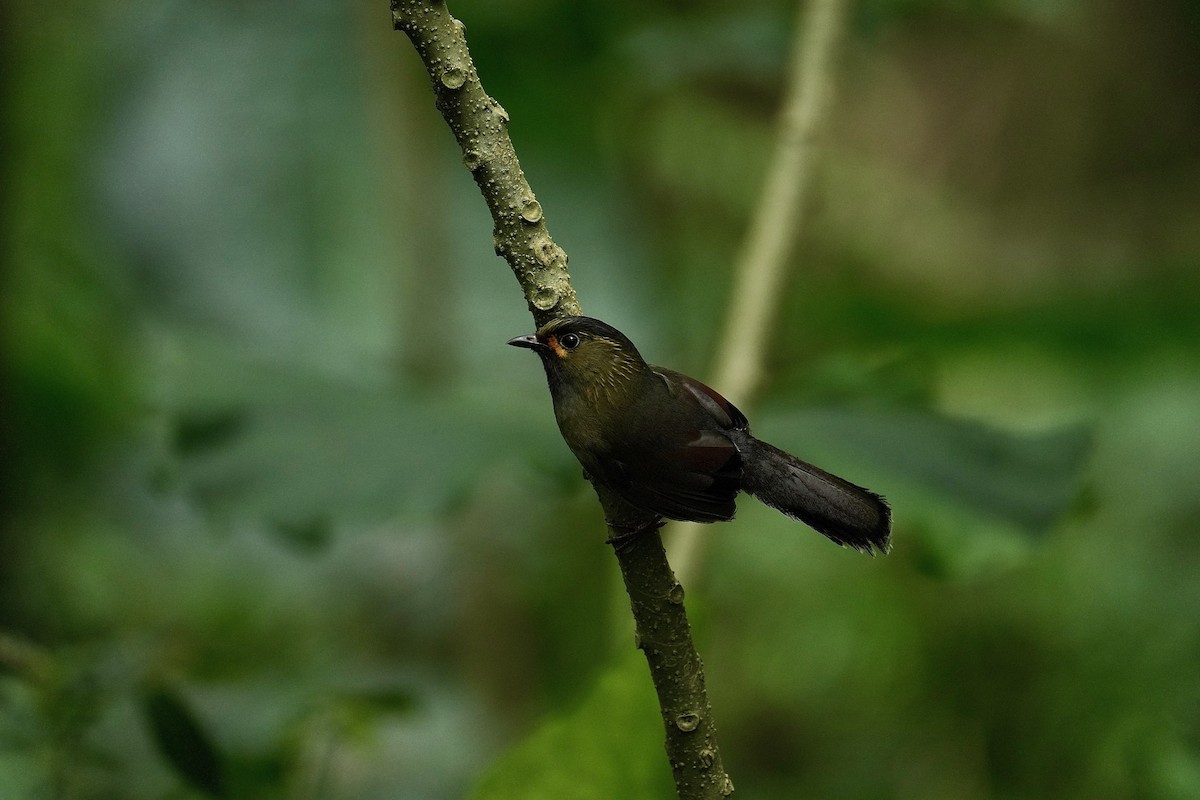 Taiwan Liocichla - ML642461710
