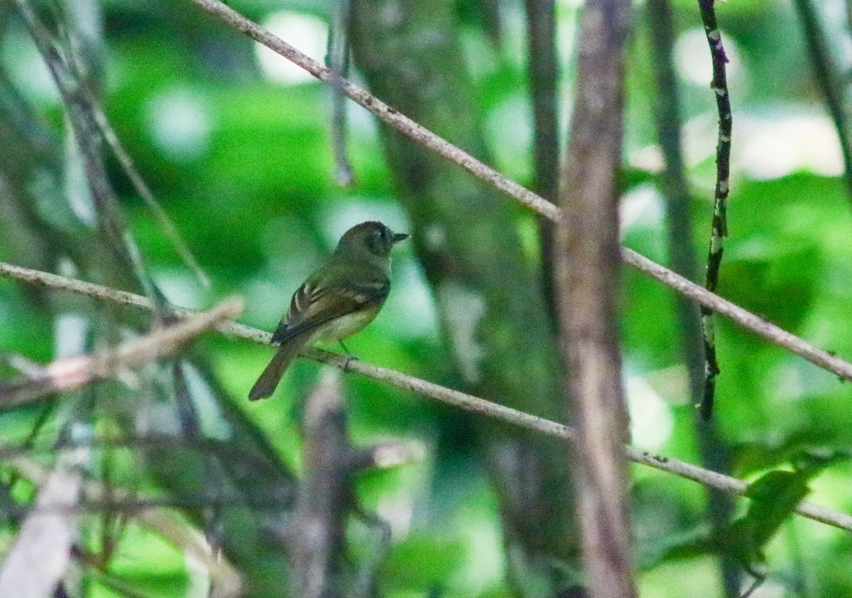 Sepia-capped Flycatcher - ML642461715