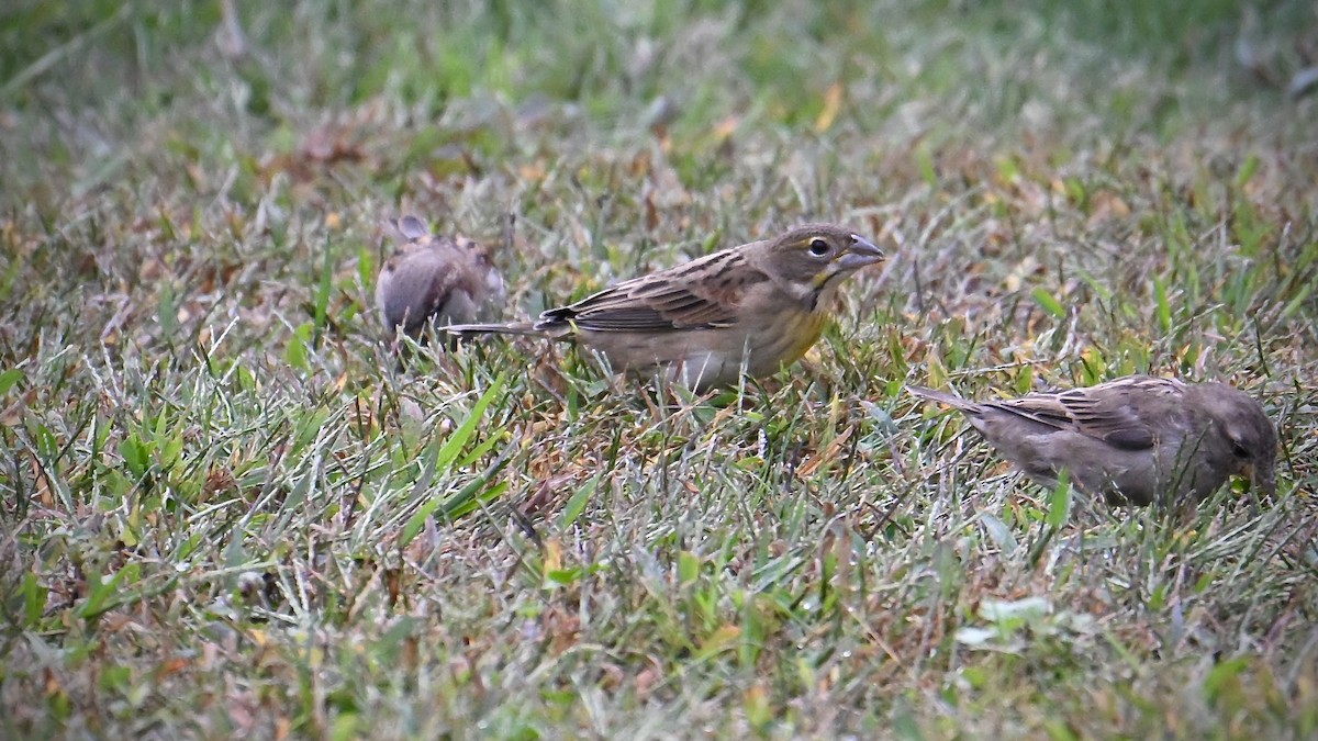 Dickcissel - ML642461716
