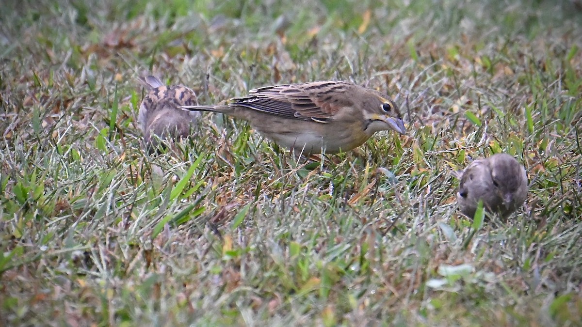 Dickcissel - ML642461717