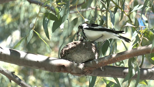 Magpie-lark - ML642461727