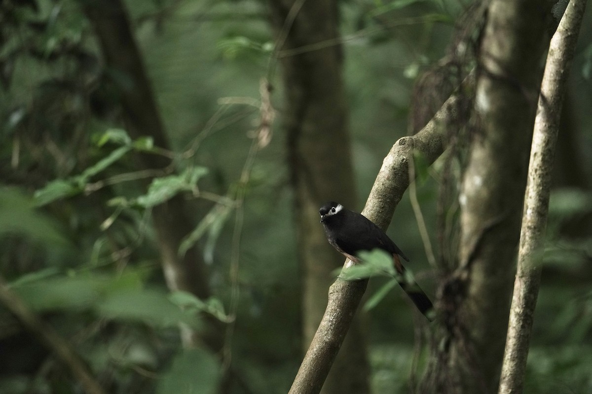White-eared Sibia - ML642461728