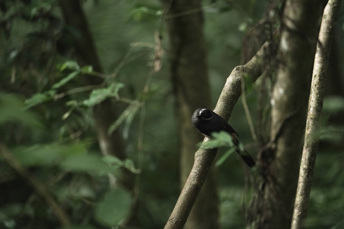 White-eared Sibia - ML642461729