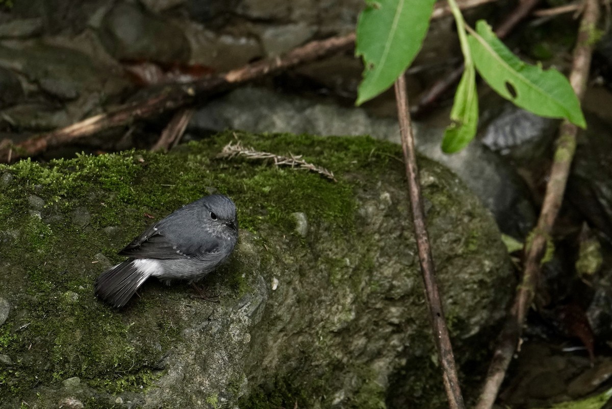 Plumbeous Redstart - ML642461733