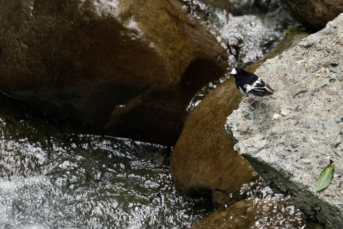 Little Forktail - ML642461749