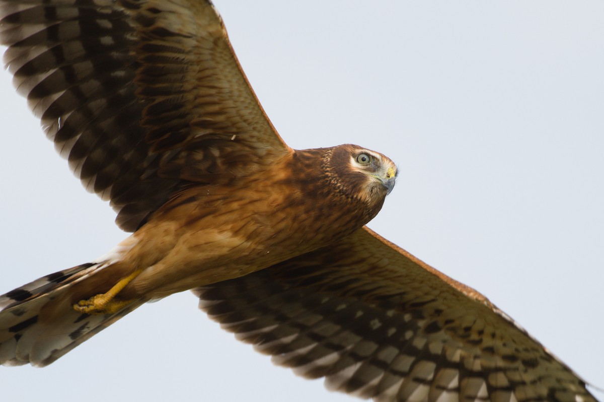 Northern Harrier - ML642461758