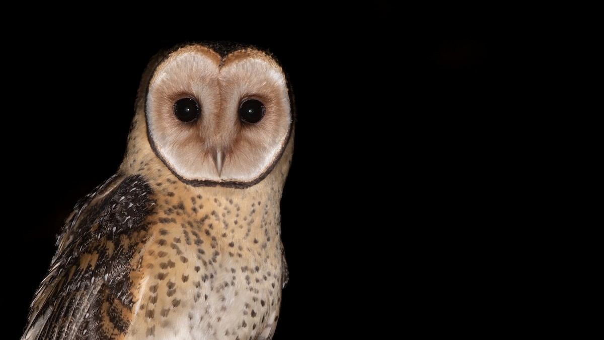 Australian Masked-Owl - ML642461767