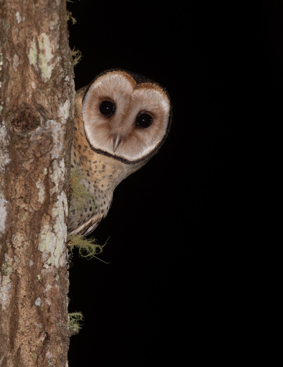 Australian Masked-Owl - ML642461768