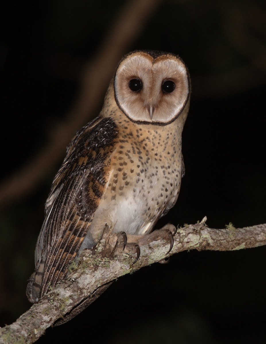 Australian Masked-Owl - ML642461769
